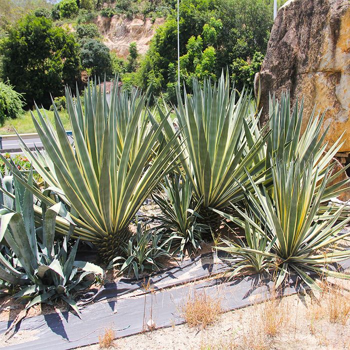 Agave americana var marginata alba