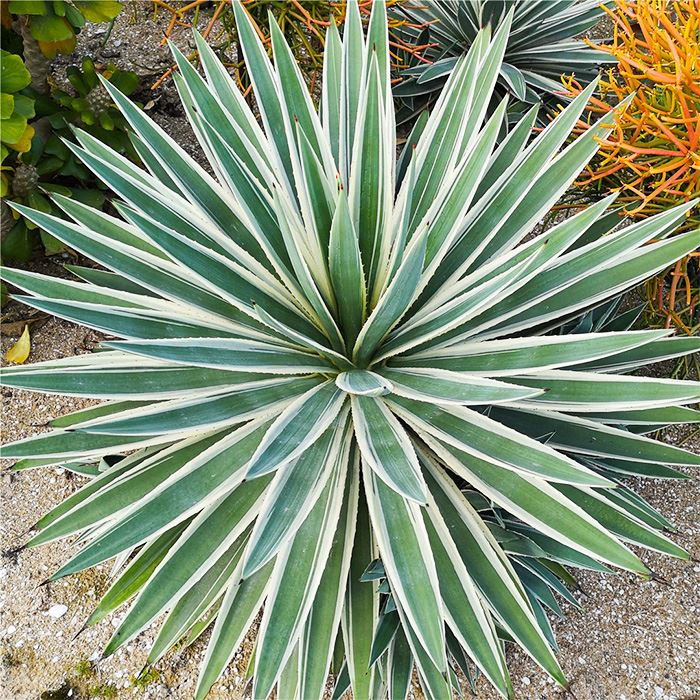 agave americana medio picta