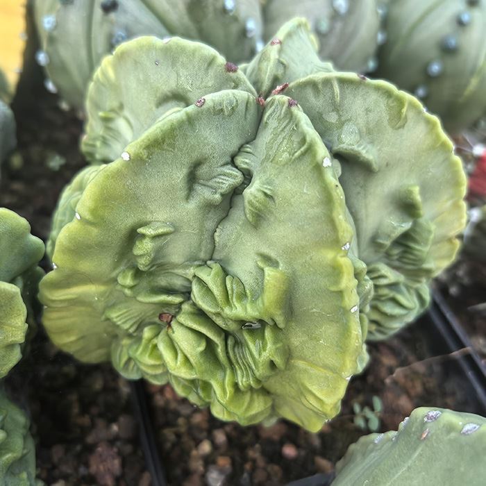 myriostigma fukuryu