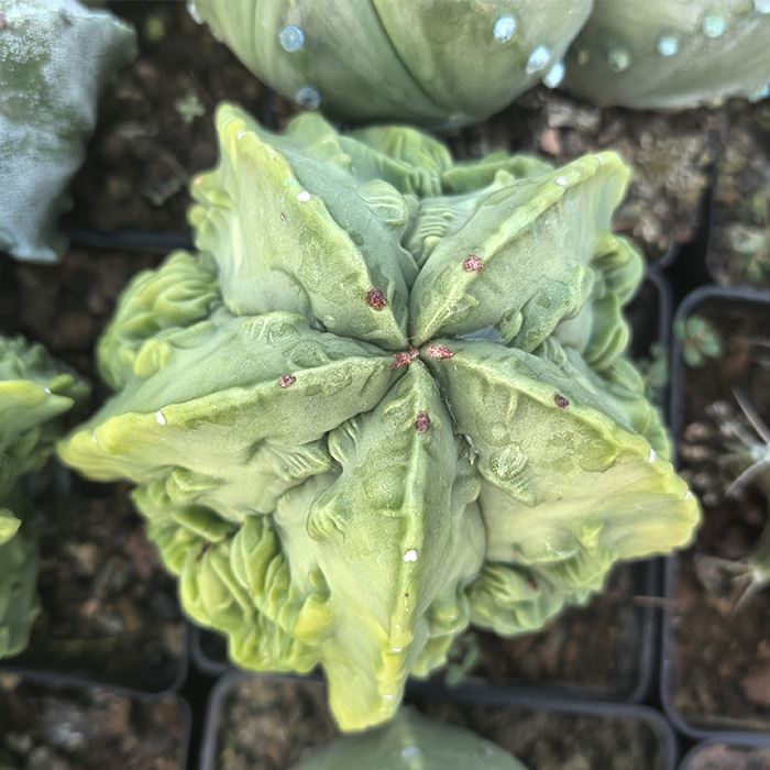 astrophytum myriostigma fukuryu
