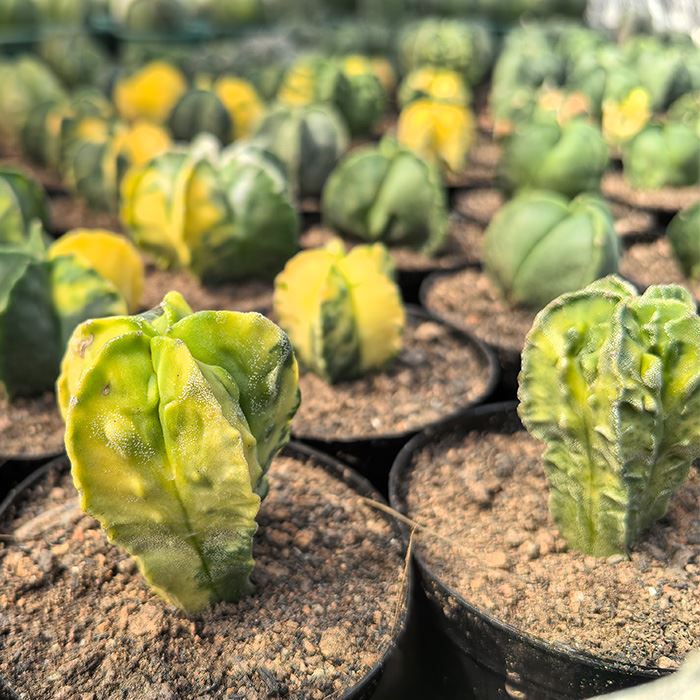 Astrophytum Myriostigma Variegated