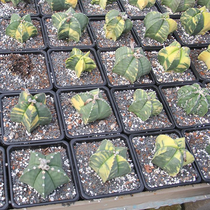 astrophytum myriostigma kikko variegata