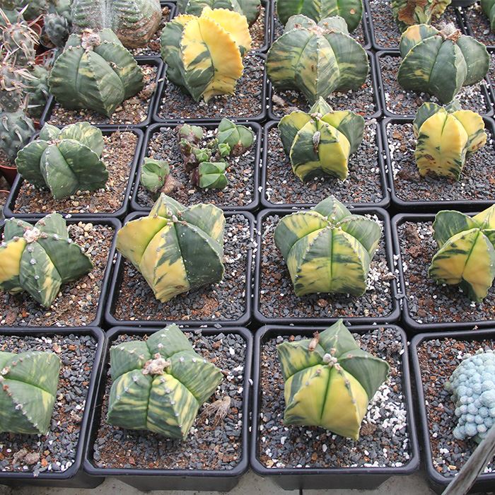 variegated astrophytum myriostigma