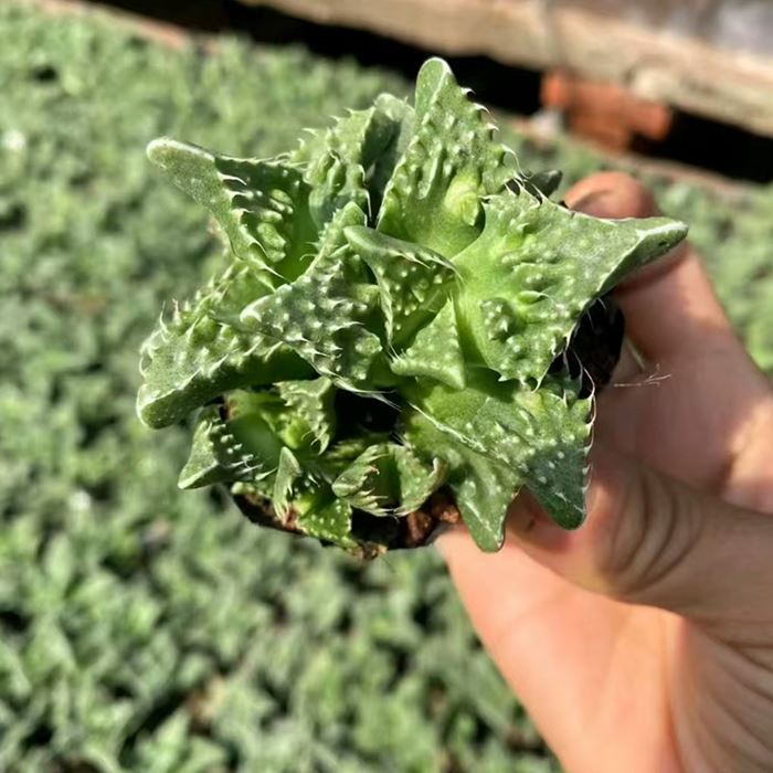 Faucaria Felina Subs Tuberculosa Cv Super Warty