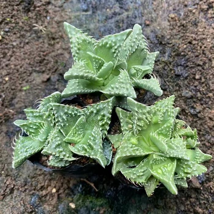 Faucaria Felina Subs Tuberculosa Cv Super Warty