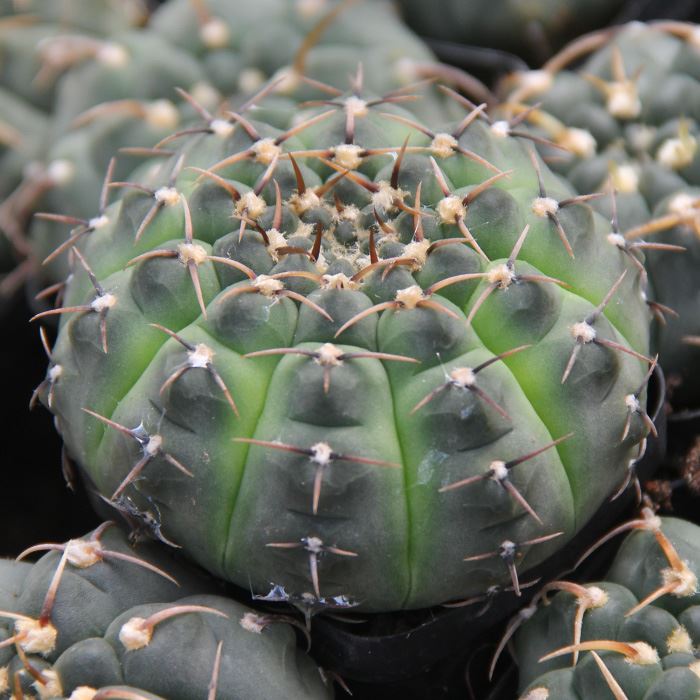 Gymnocalycium Bodenbenderianum