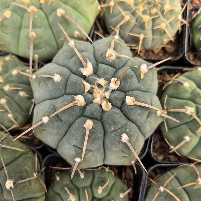 Gymnocalycium Bodenbenderianum