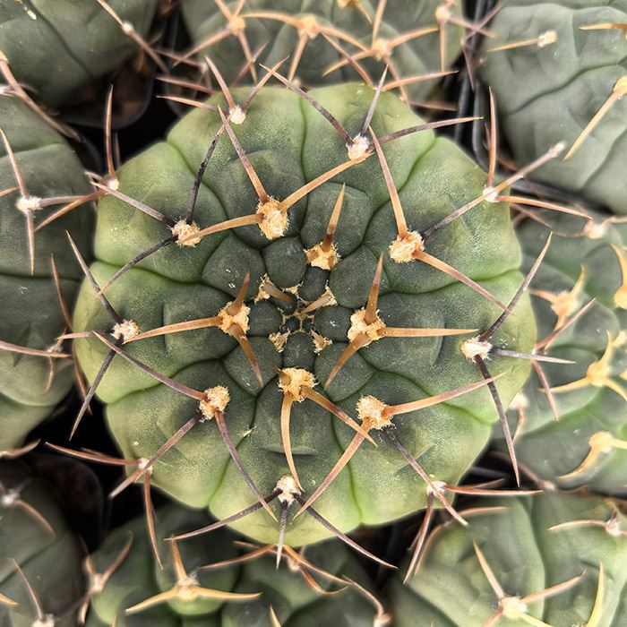 Gymnocalycium Bodenbenderianum