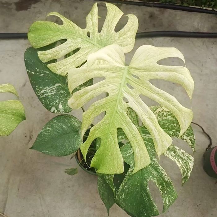 Monstera Devil Čudovišna biljka
