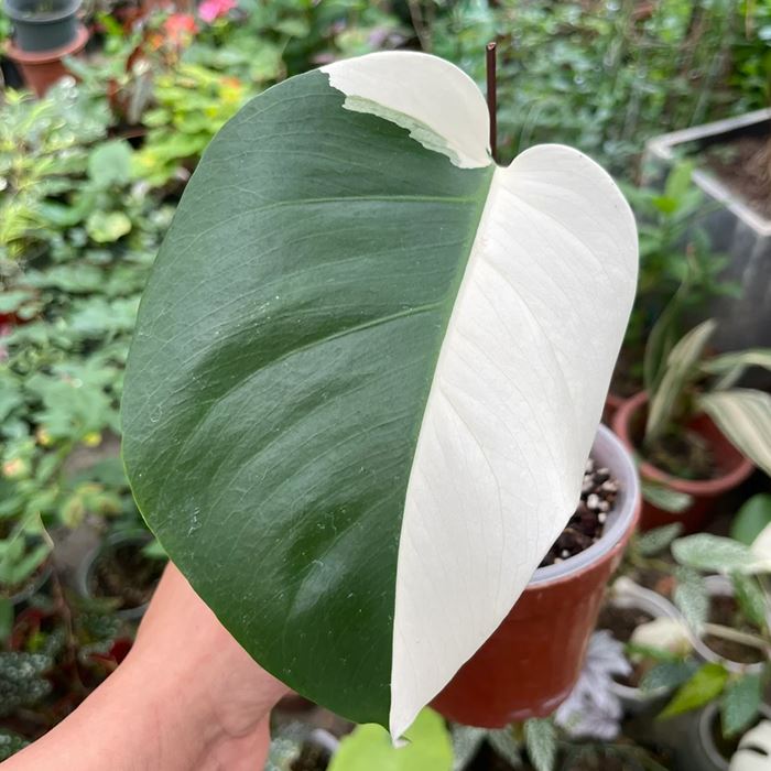 half moon albo monstera