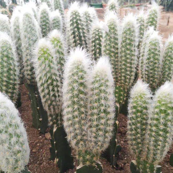 Old Man of the Andes