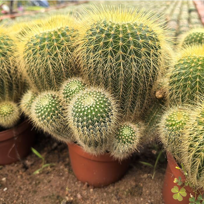 golden ball cactus