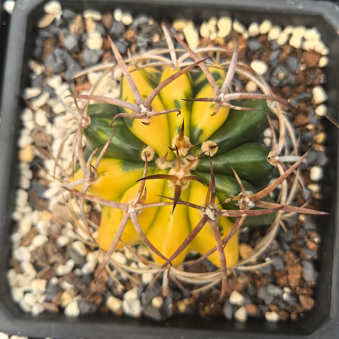 DiscoCactus bahiensis subviridigriseus variegata