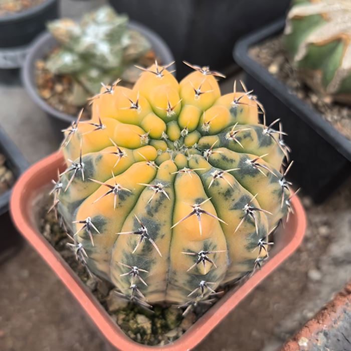 Gymnocalycium Asterium