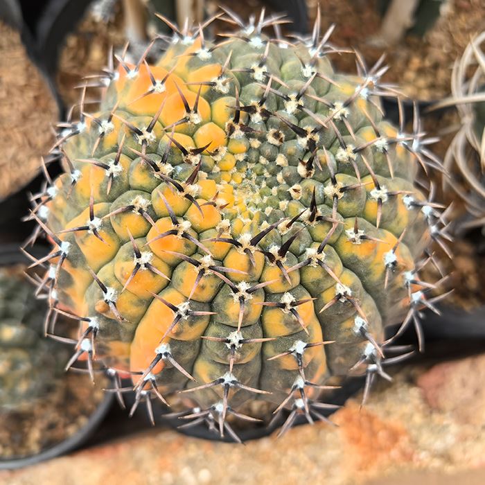 Gimnokalycije asterij F.nigrispina Variegata