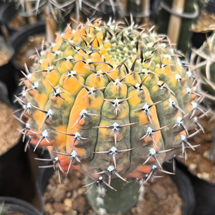 Gymnocalycium Asterium Variegata