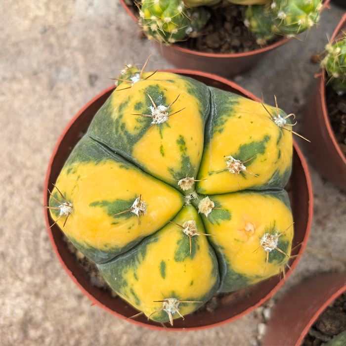 Gymnocalycium Horstii Variegata