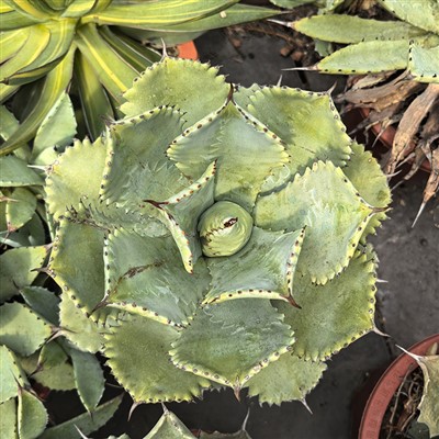 Koja je povijesna upotreba biljaka agave?