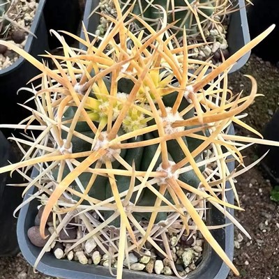 Ferocactus Chrysacanthus