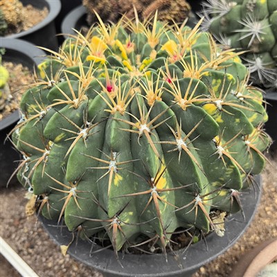 Ferocactus makrodiscus raznoliki