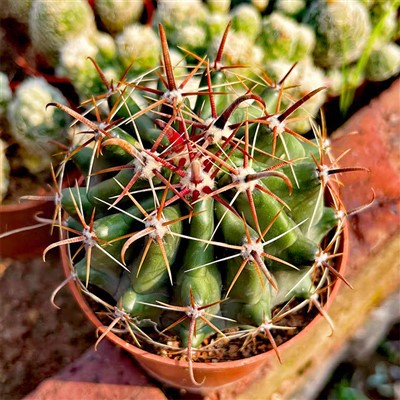 Poluotoci Ferocactus