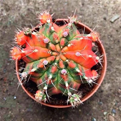 Gymnocalycium mihanovichii sjaj
