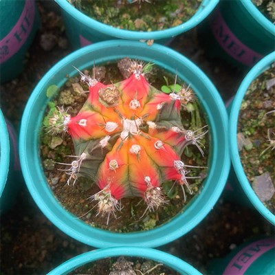 Gymnocalycium mihanovichii leptir