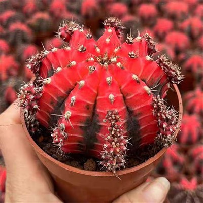 Gymnocalycium mihanovichii ulje slikanje