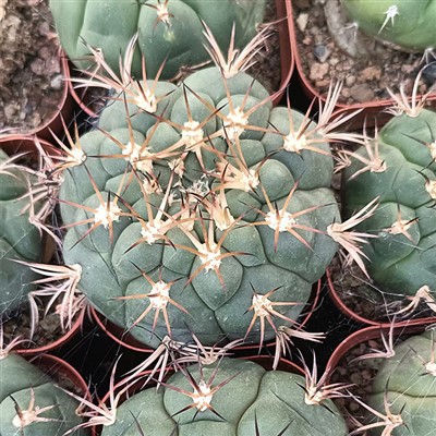 Gimnokalycije pflanzii