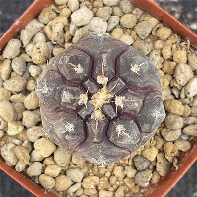 Gymnocalycium prochazkianum