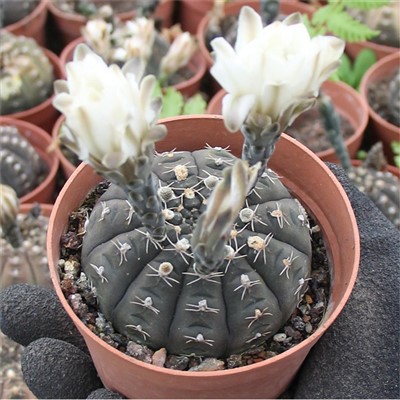 Gimnokalycije Ragonesei