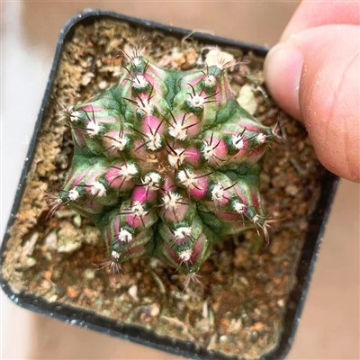 Gymnocalycium t-lux