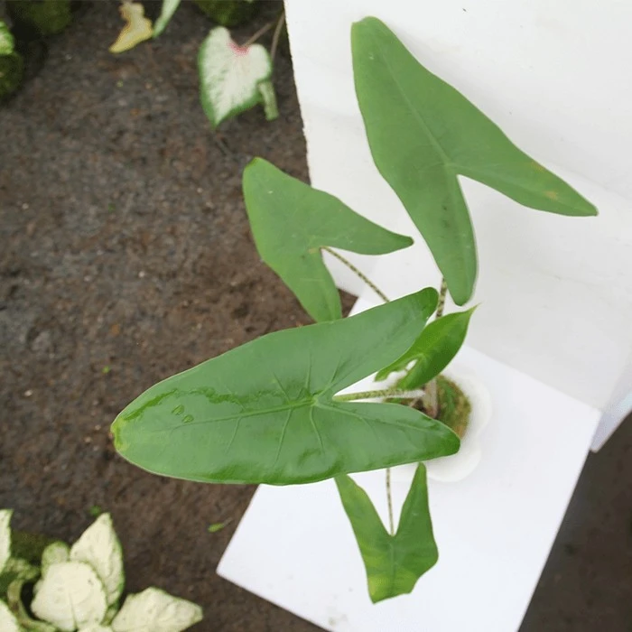 alocasia zebrina for sale