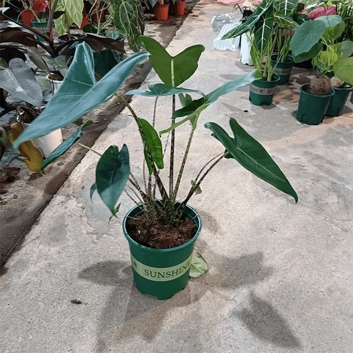 alocasia zebrina variegata