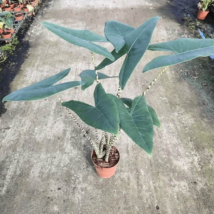 alocasia zebrina reticulata