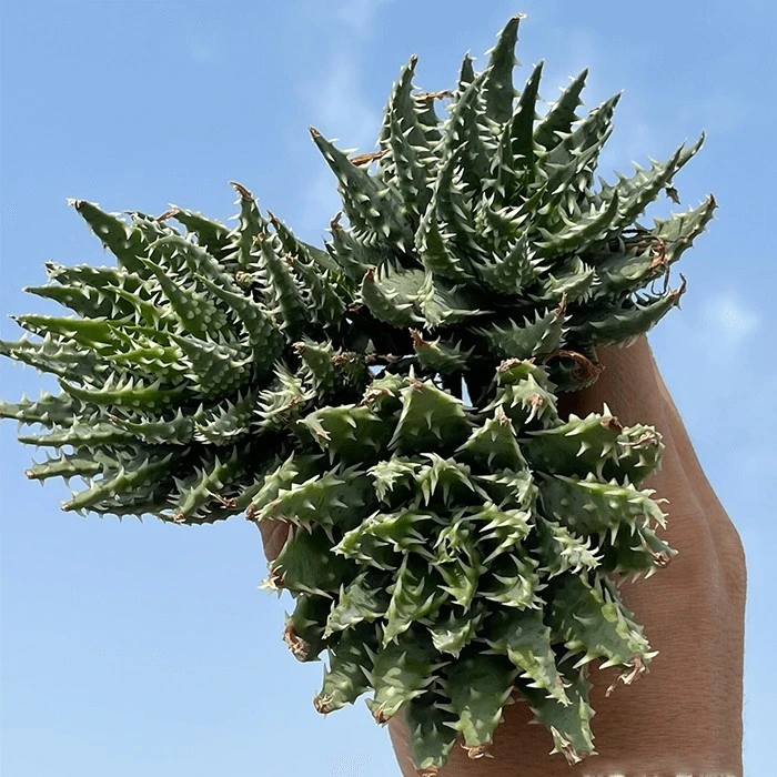 aloe humilis