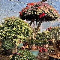 Bougainvillea cvjetni hakovi