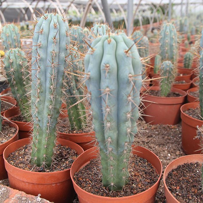 Browningia hertlingiana