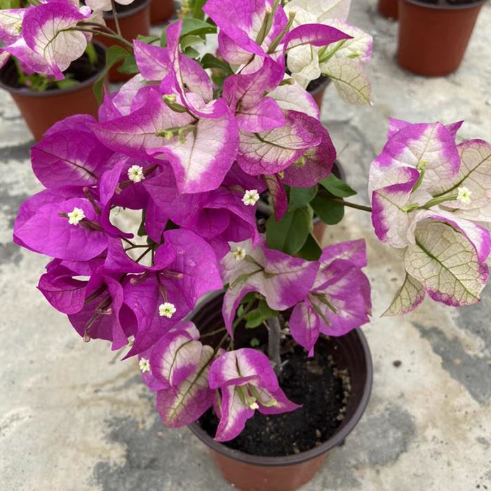 Bougainvillea Wajide Ali Shah