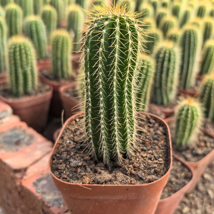 Cephalocereus polylophus