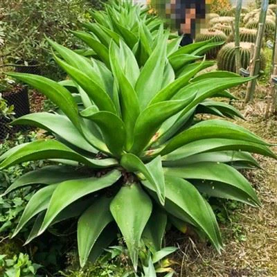 Agave Attenuata lisičji rep