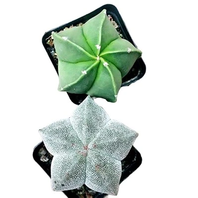 Astrophytum Myriostigma Biskupi Kapa