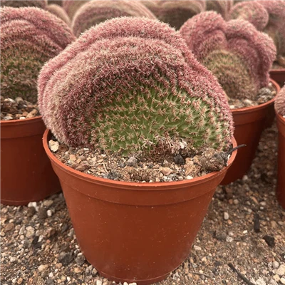 Echinocereus Rigidissimus Crested
