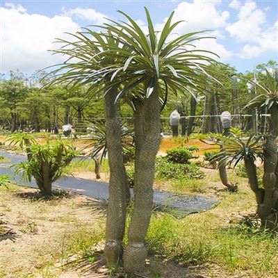 Odrasla madagaskarska palma