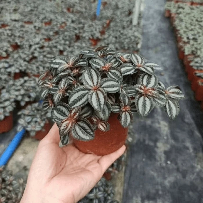 pilea norfolk care