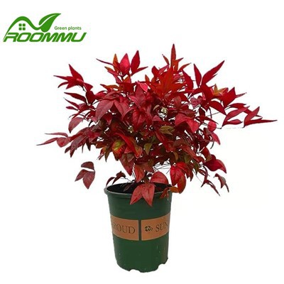 Treba li biljkama nandina puno prostora za rast?